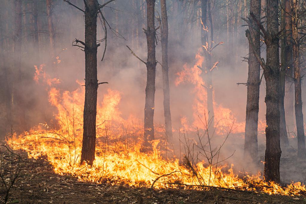 Meža degšana ugunsnedrošajā laikaposmā